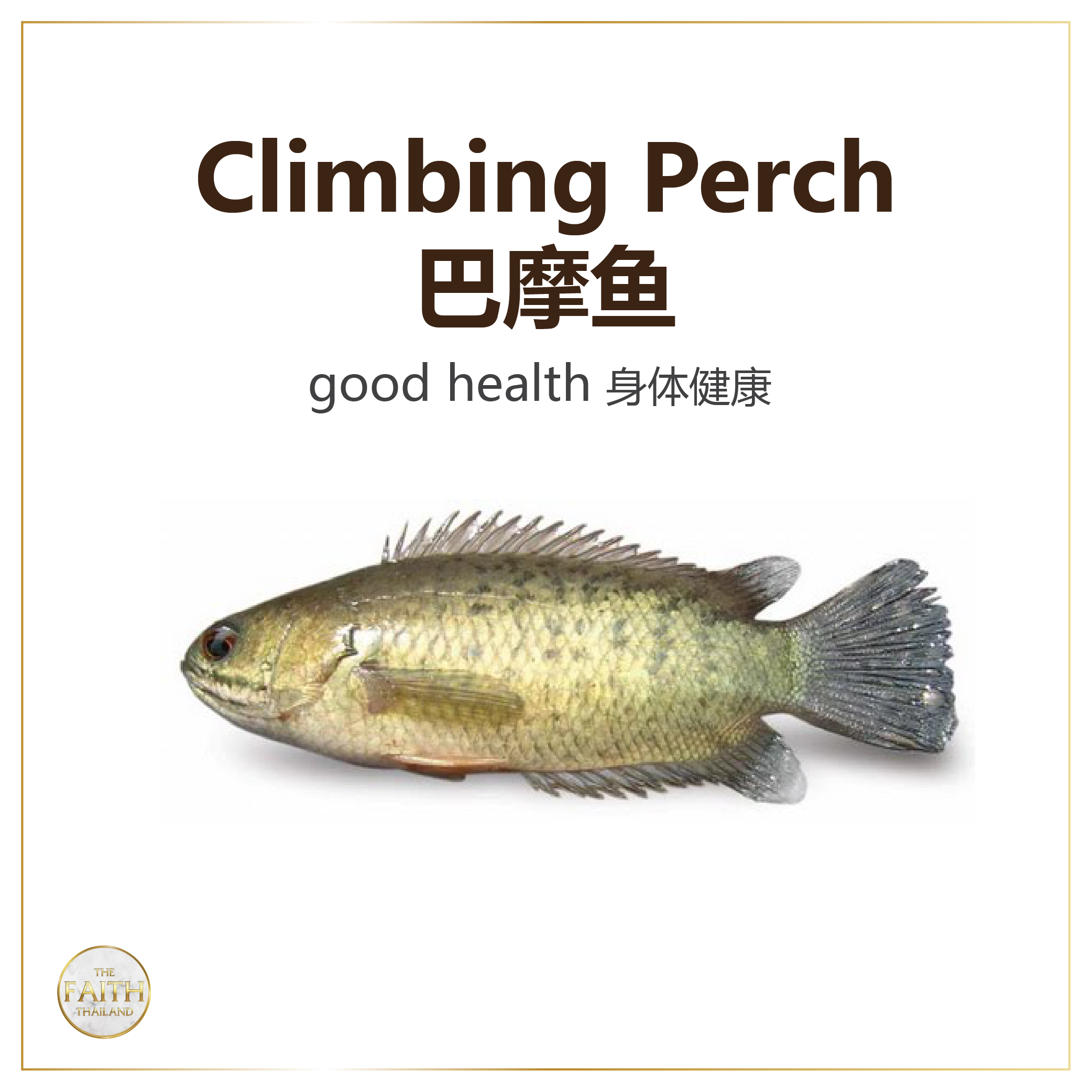 Fish Release Merit-Making Service